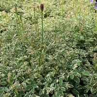 Sanguisorba  'Little Angel'
